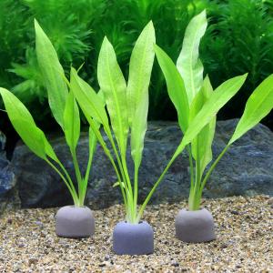 ブセファランドラ sp. ピナ(Bucephalandra Pina) 組織培養（サンプル