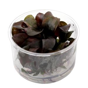 （水草）組織培養　エキノドルス　レニ（無農薬）（１カップ）　北海道・九州航空便要保温