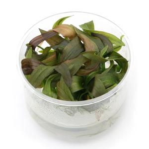 （水草）組織培養　エキノドルス　ローズ（無農薬）（１カップ）　北海道・九州航空便要保温