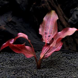 水草）エキノドルス ホレマニーグリーン ウルグアイ産（ヨーロッパ便
