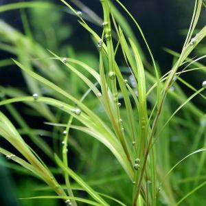 水草）エゾヒルムシロ（水中葉）（無農薬）（5本） : チャーム charm