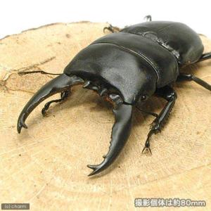 (昆虫)アルキデスヒラタクワガタ 長歯型 スマト...の商品画像