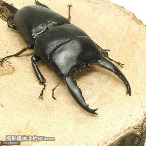 (昆虫)アルキデスヒラタクワガタ 長歯型 スマ...の詳細画像1