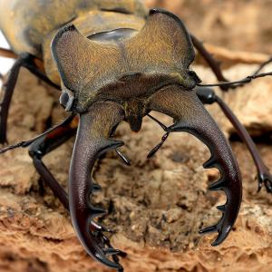 （昆虫）国産ミヤマクワガタ　群馬県産　成虫　ＷＣ　６０〜６４ｍｍ（１ペア）