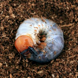 （昆虫）ブータンアンタエウスオオクワガタ　シェムガン産　幼虫（初〜２令）（１匹）　北海道・九州航空便要保温｜chanet