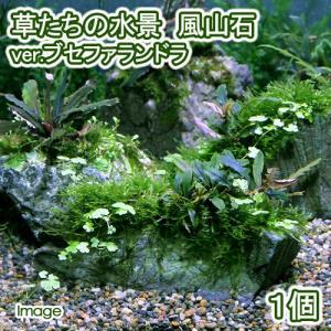 （水草）巻きたて　草たちの水景　風山石　Ｖｅｒ．ブセファランドラ（無農薬）（１個）