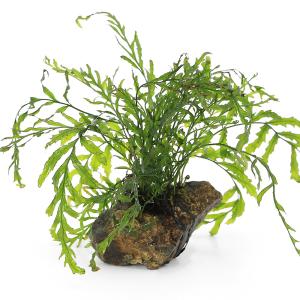 チャーム（charm） （水草）ボルビティス ヒュディロティ（水中葉