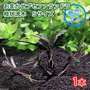 水草）ブセファランドラ ソルディデュラ ブルー（トロピカポット）（無