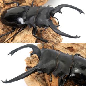 (昆虫)(オス単品)インターメディアツヤクワガ...の詳細画像1