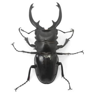 (昆虫)(オス単品)インターメディアツヤクワガ...の詳細画像2