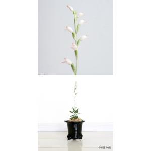 ジュエルオーキッド 山野草鉢花 の商品一覧 盆栽 苔玉 花 ガーデニング 通販 Yahoo ショッピング