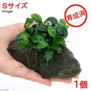 （水草）★活着済★　アヌビアスナナ　プチ　風山石　Ｓサイズ（約１０ｃｍ）（水上葉）（無農薬）（１個）