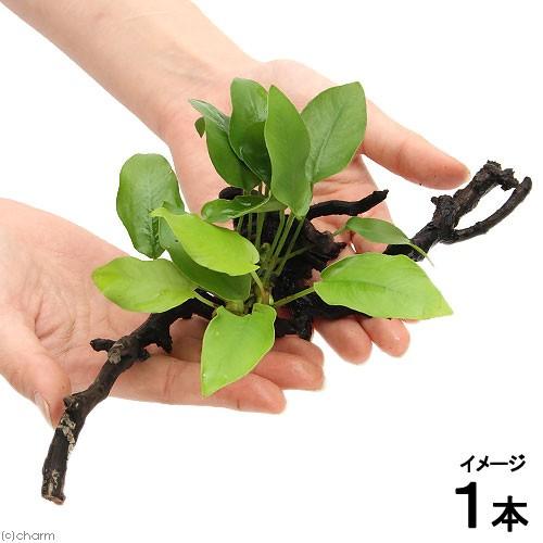 （水草）アヌビアスナナ　ゴールデン　枝状流木　Ｍサイズ（２０ｃｍ〜）（水上葉）（１本）