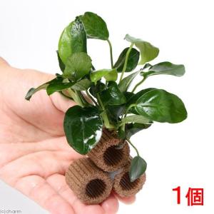 チャーム（charm） （水草）☆育成済☆ ジャイアント南米ウィローモス