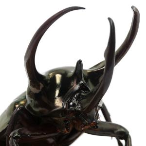 昆虫）ギアスゾウカブトムシ (亜種ポリオン)ブラジル バイア産 幼虫