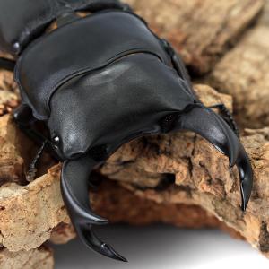 (昆虫)国産オオクワガタ 福岡県久留米市産 成虫...の商品画像