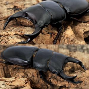 (昆虫)国産オオクワガタ 福岡県久留米市産 成...の詳細画像1