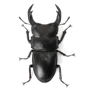 (昆虫)国産オオクワガタ 福岡県久留米市産 成...の詳細画像2