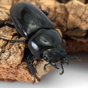 (昆虫)国産オオクワガタ 福岡県久留米市産 成...の詳細画像3