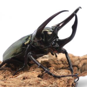 (昆虫)アトラスオオカブトムシ(亜種hespe...の詳細画像1
