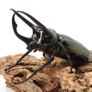 (昆虫)アトラスオオカブトムシ(亜種hespe...の詳細画像2