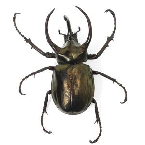 (昆虫)アトラスオオカブトムシ(亜種hespe...の詳細画像3