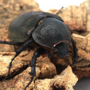 (昆虫)アトラスオオカブトムシ(亜種hespe...の詳細画像4