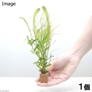 水草）エゾヒルムシロ（水中葉）（無農薬）（5本） : チャーム charm