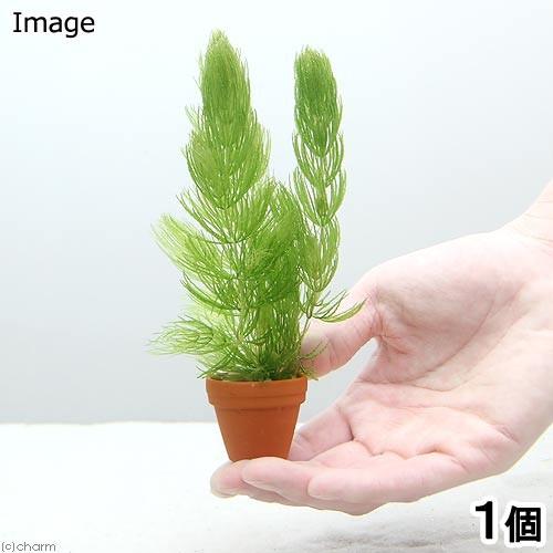 （水草）マツモ　プチ素焼き鉢（無農薬）（１個）メダカ　金魚　水質浄化　産卵床