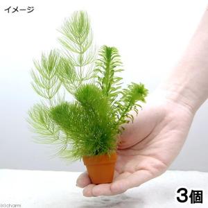 チャーム（charm） （水草）ホシクサsp．クチ（水中葉）（無農薬