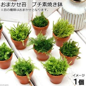 チャーム（charm） （観葉植物）苔 おまかせ苔 プチ素焼き鉢（3個