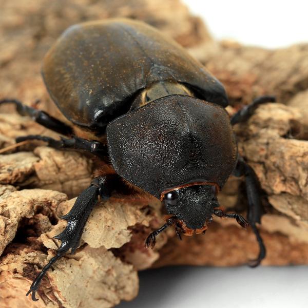 （昆虫）（メス単品）国産カブトムシ　成虫　ＷＤ　サイズフリー（１匹）