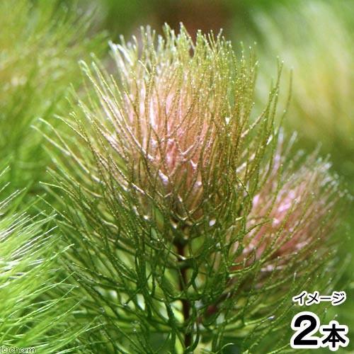 （水草）マツモ（南米産レッドタイプ）（水中葉）（２本）
