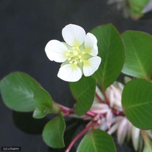 （ビオトープ）水辺植物　ルドウィジア　フローティングプラント（無農薬）（３本）