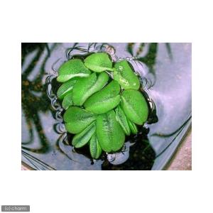 （ビオトープ）水生植物　オオサンショウモ（無農薬）（１０株）