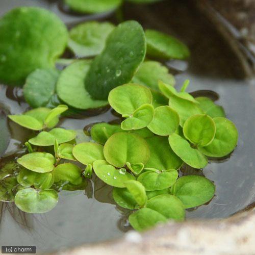 （ビオトープ）水生植物　フィランサス　フルイタンス（無農薬）（１０株）