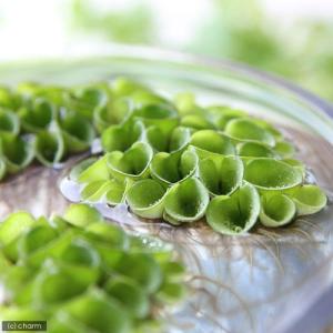 (ビオトープ)水辺植物 サルビニア ククラータ(...の商品画像