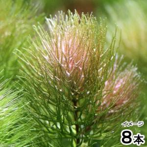 (水草)マツモ(南米産レッドタイプ)(水中葉)(8本)の商品画像