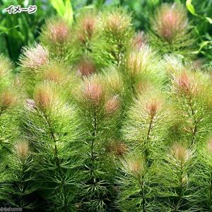 (水草)マツモ(南米産レッドタイプ)(水中葉)...の詳細画像1