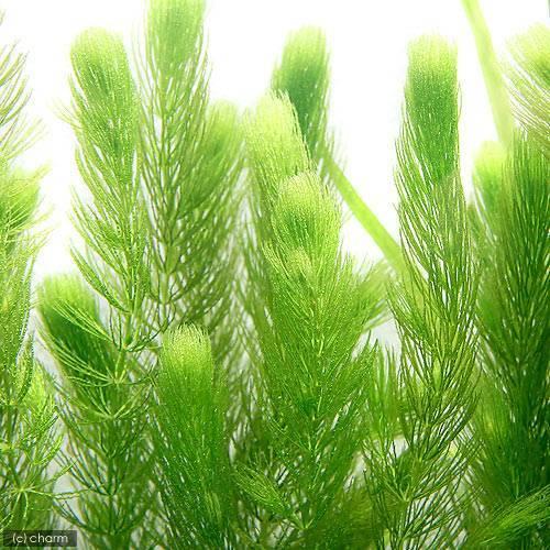 （水草）国産　無農薬マツモ（３０本）メダカ　金魚　水質浄化　産卵床