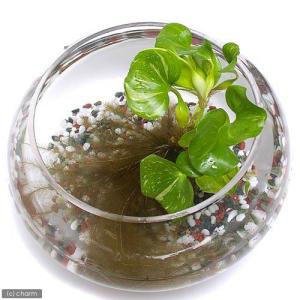 (浮草)斑入りホテイ草(5株) 金魚 メダカ ...の詳細画像1