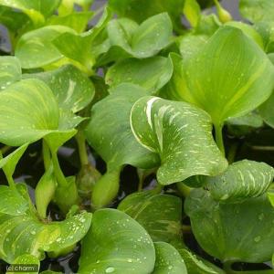 (浮草)斑入りホテイ草(5株) 金魚 メダカ ...の詳細画像2