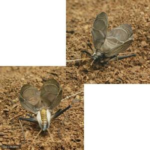 (昆虫)スズムシ 鈴虫 オス 成虫 CB(5匹)の詳細画像2
