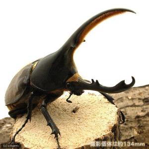 (昆虫)ヘラクレス・リッキー エクアドル産 幼...の詳細画像1