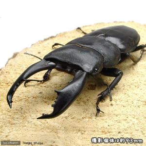 昆虫）ゾンメルツヤクワガタ（亜種lowei）ボルネオ産 短・中歯型