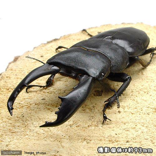 （昆虫）ブルイジンノコギリクワガタ　スラウェシ・パロロ・パル産　成虫　ＷＤ　４０〜４４ｍｍ（１ペア）
