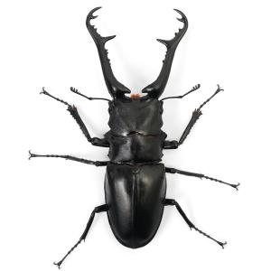 (昆虫)ギラファノコギリクワガタ(亜種ケイスケ...の詳細画像2