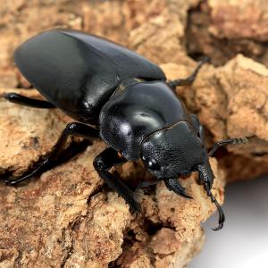 (昆虫)ギラファノコギリクワガタ(亜種ケイスケ...の詳細画像3