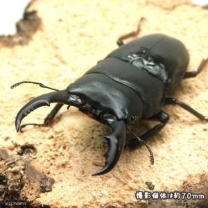 （昆虫）トクノシマヒラタクワガタ　鹿児島県　徳之島産　６５〜６９ｍｍ（１ペア）　北海道・九州航空便要保温｜chanet