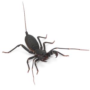 (昆虫)アマミサソリモドキ WD(1匹)の商品画像